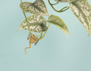 Tree Frog Plant Animal