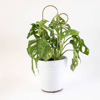 Mini Plant Stake - Bump - Gold