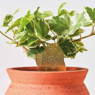 Longhair Cat Plant Animal