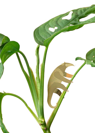 Anteater Plant Animal