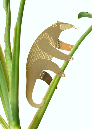 Anteater Plant Animal