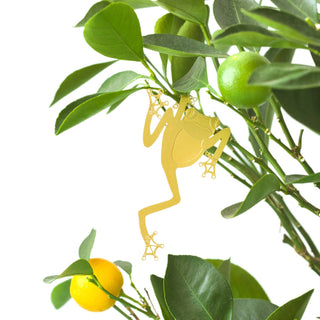 Tree Frog Plant Animal