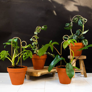 Mini Plant Stake - Perch - Gold