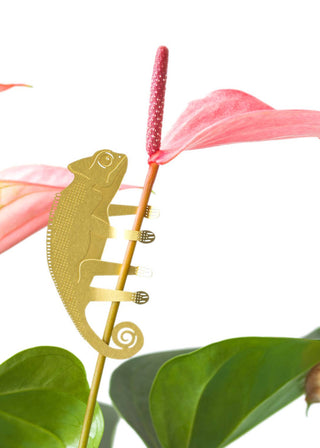 Chameleon Plant Animal