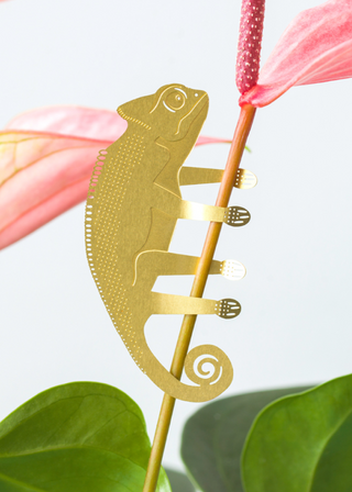 Chameleon Plant Animal