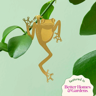 Tree Frog Plant Animal