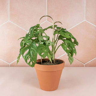 Mini Plant Stake - Bump - Gold
