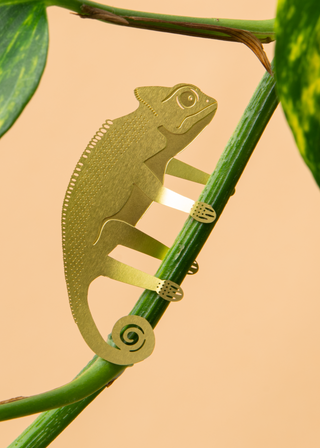 Chameleon Plant Animal