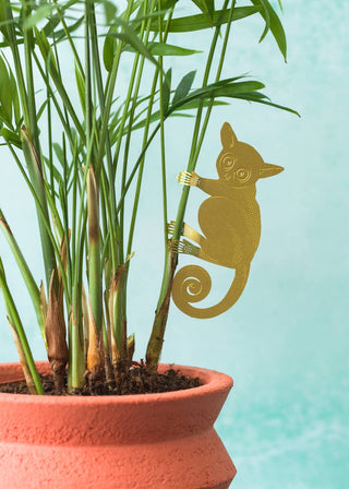 Bush Baby Plant Animal