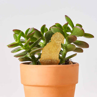 Cockapoo Plant Animal