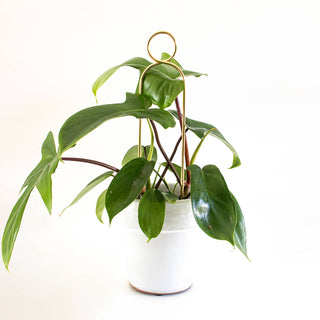 Mini Plant Stake - Pompom - Gold