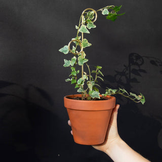 Mini Plant Stake - Perch - Gold