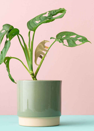 Anteater Plant Animal