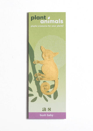 Bush Baby Plant Animal