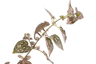 Chameleon Plant Animal