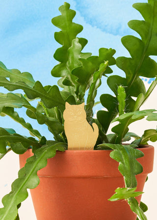 Cat Plant Animal