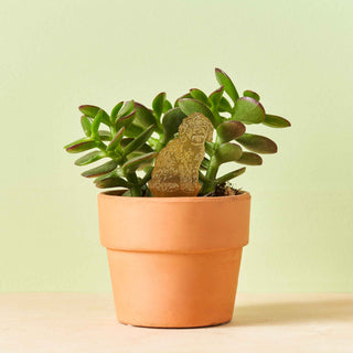 Cockapoo Plant Animal