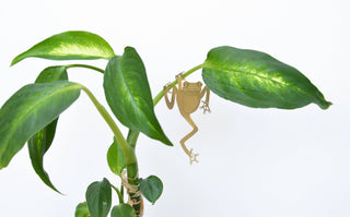 Tree Frog Plant Animal