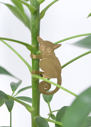 Bush Baby Plant Animal