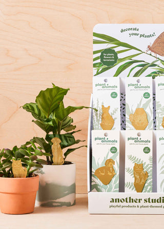Cat Plant Animal