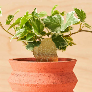 Longhair Cat Plant Animal