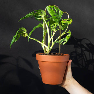 Mini Plant Stake - Bump - Gold