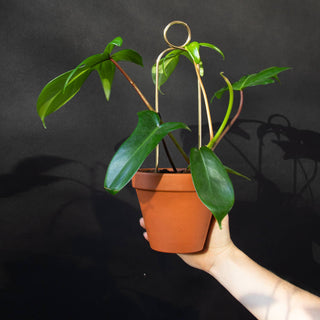 Mini Plant Stake - Pompom - Gold
