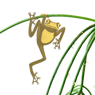 Tree Frog Plant Animal