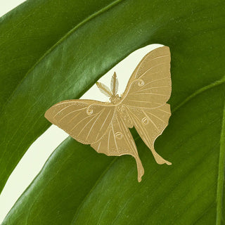 Lunar moth Plant Animal