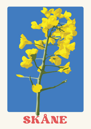 Skåne Rapsblomma av Creative Productions