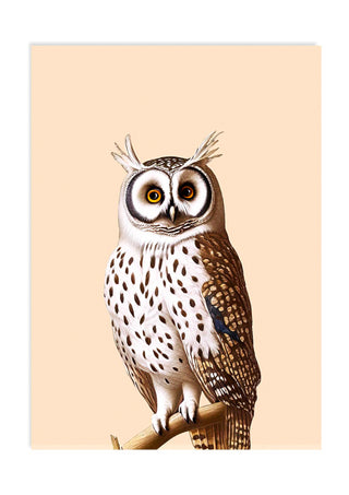 Owl Postcard by 30x40