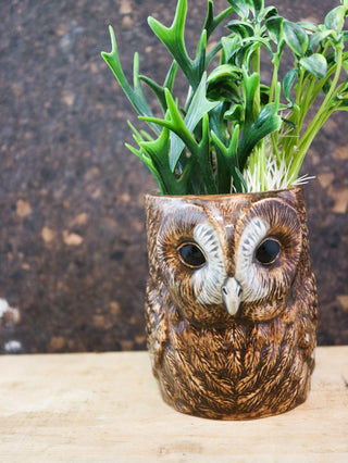Tawny owl pot
